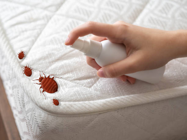 Best Indoor Pest Control  in Patterson, LA